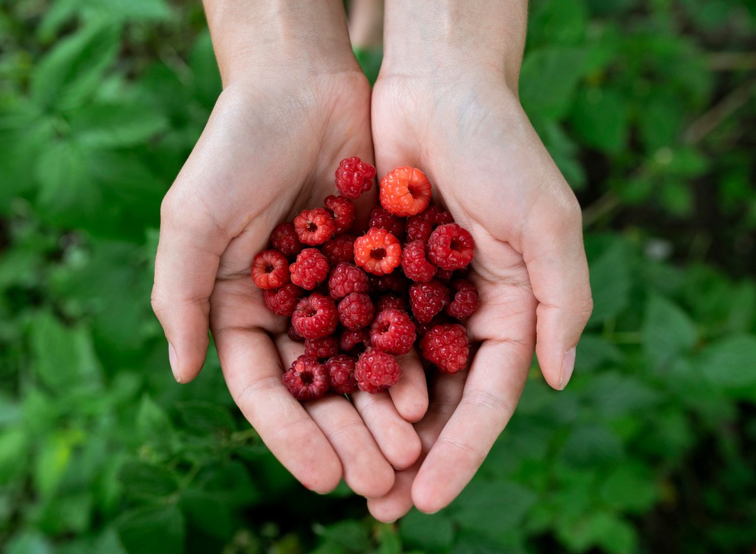 FRAMBOESAS: PEQUENAS MAS CHEIAS DE RIQUEZA
