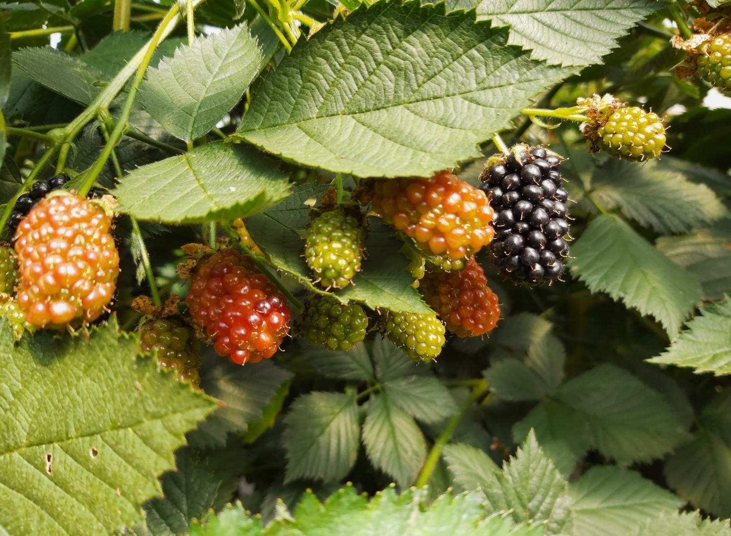AGRICULTURA BIOLÓGICA