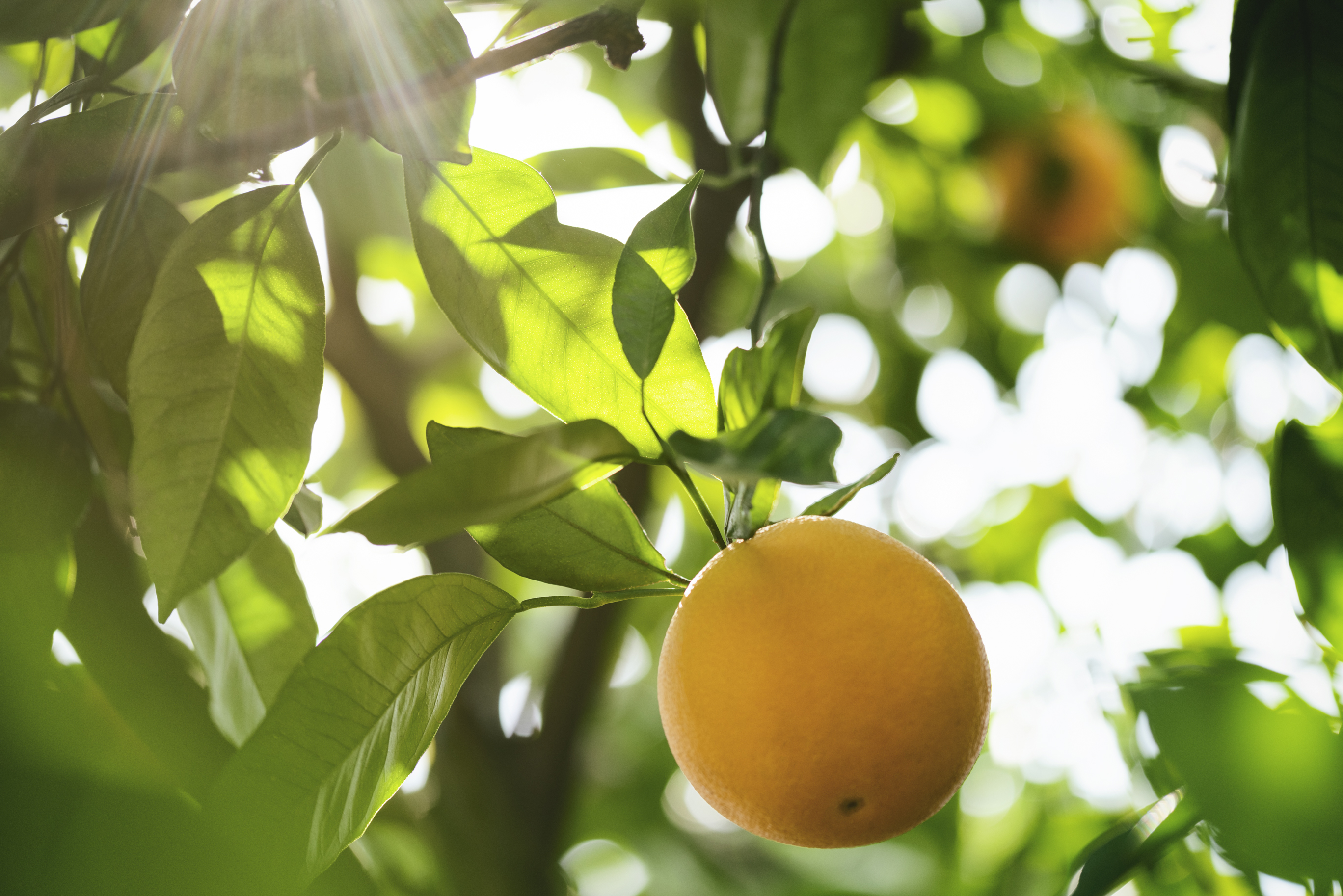 Como reforçar o sistema imunitário através da alimentação