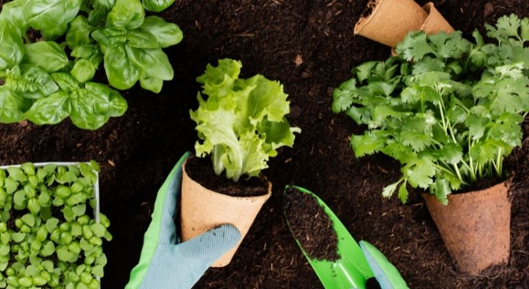Como ter uma horta em casa