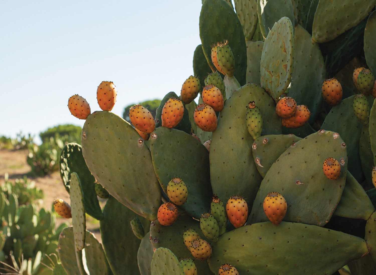 Curiosidades sobre o Figo da Piteira
