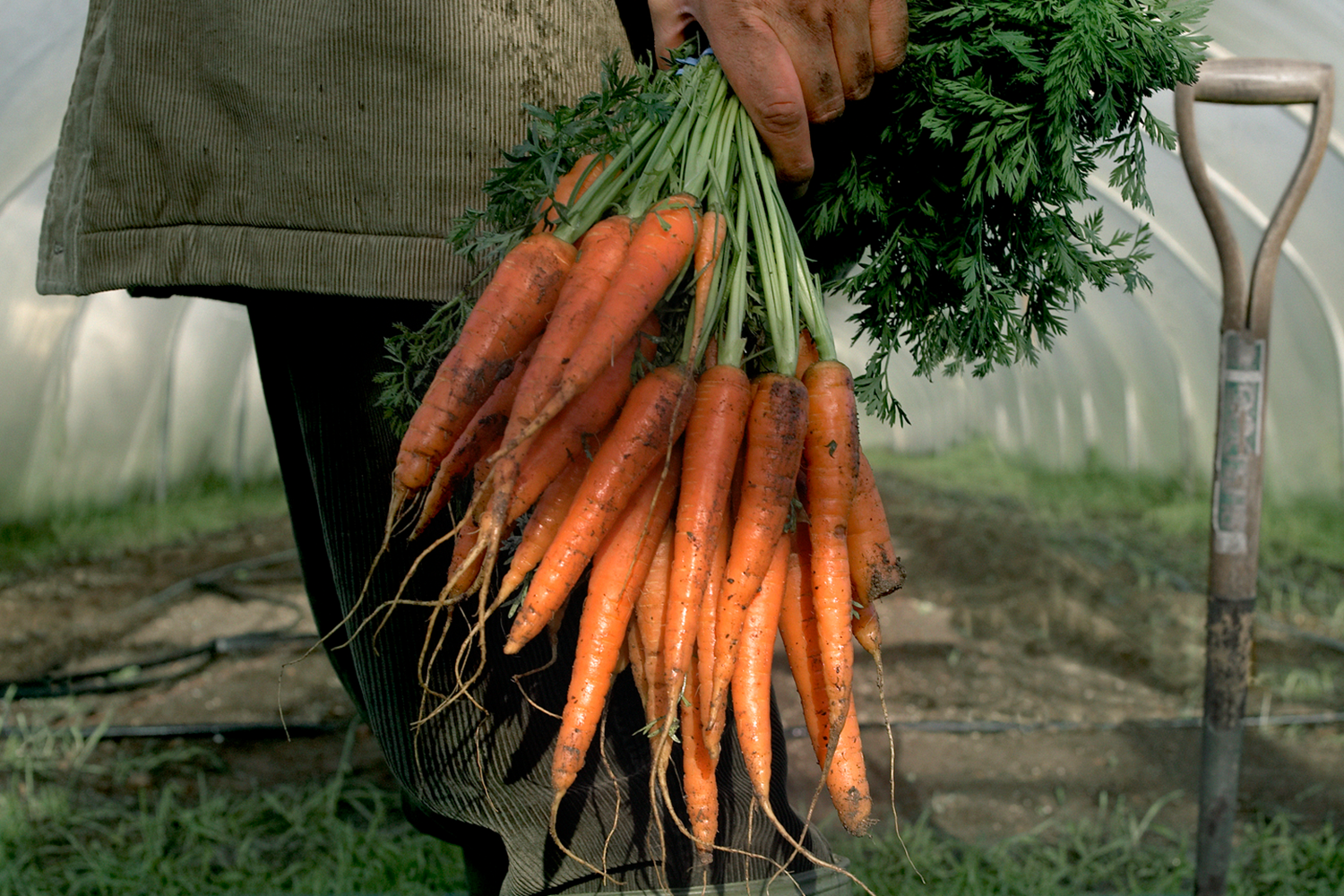 Formas saudáveis de consumir cenoura