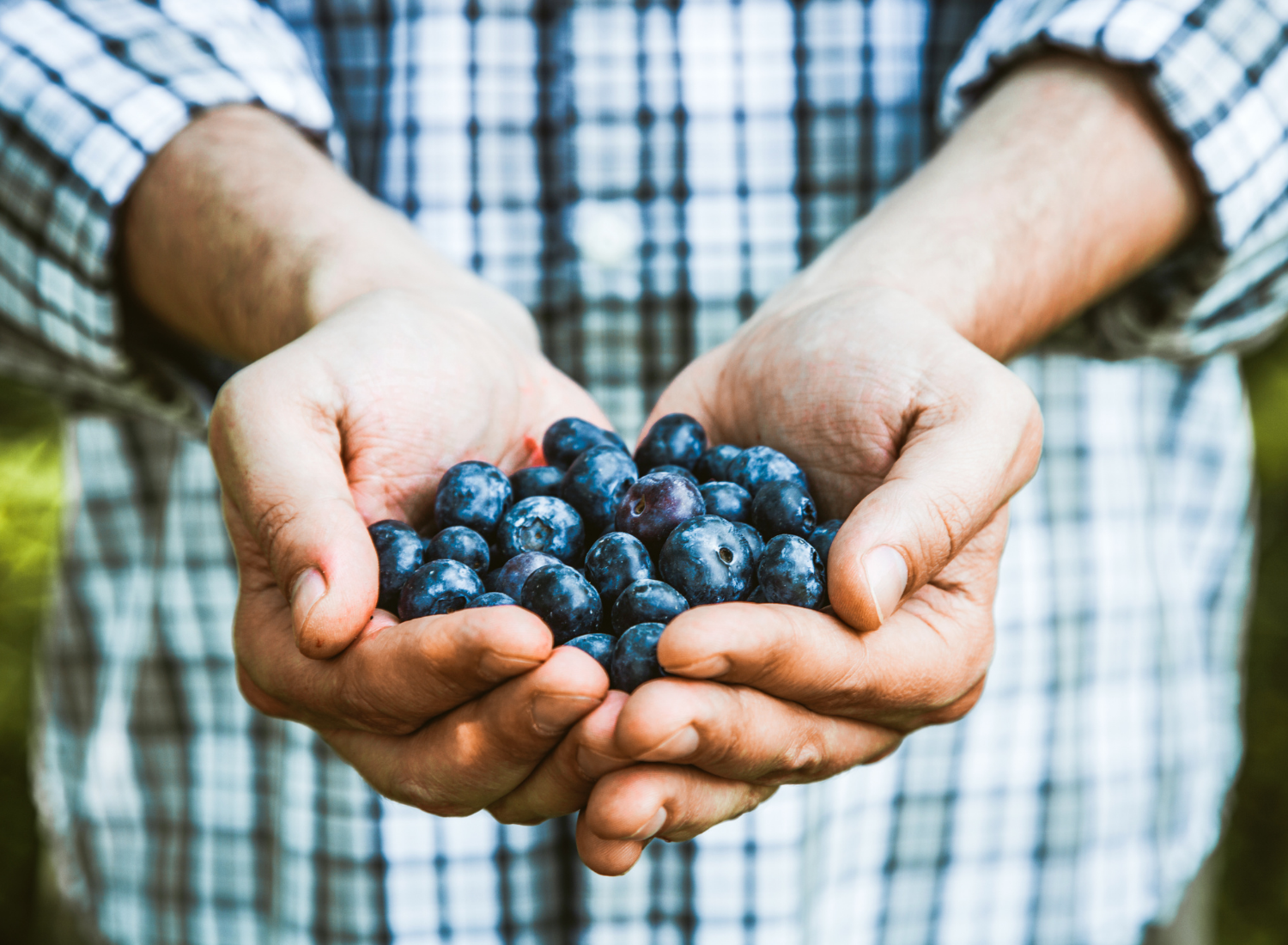 MIRTILO: BENEFÍCIOS