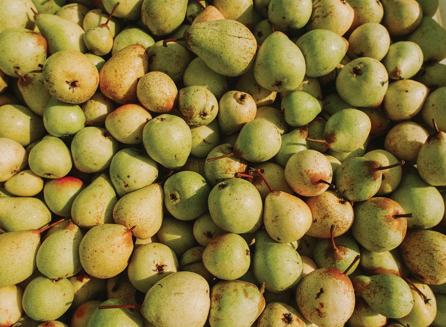 A importância da sazonalidade dos alimentos