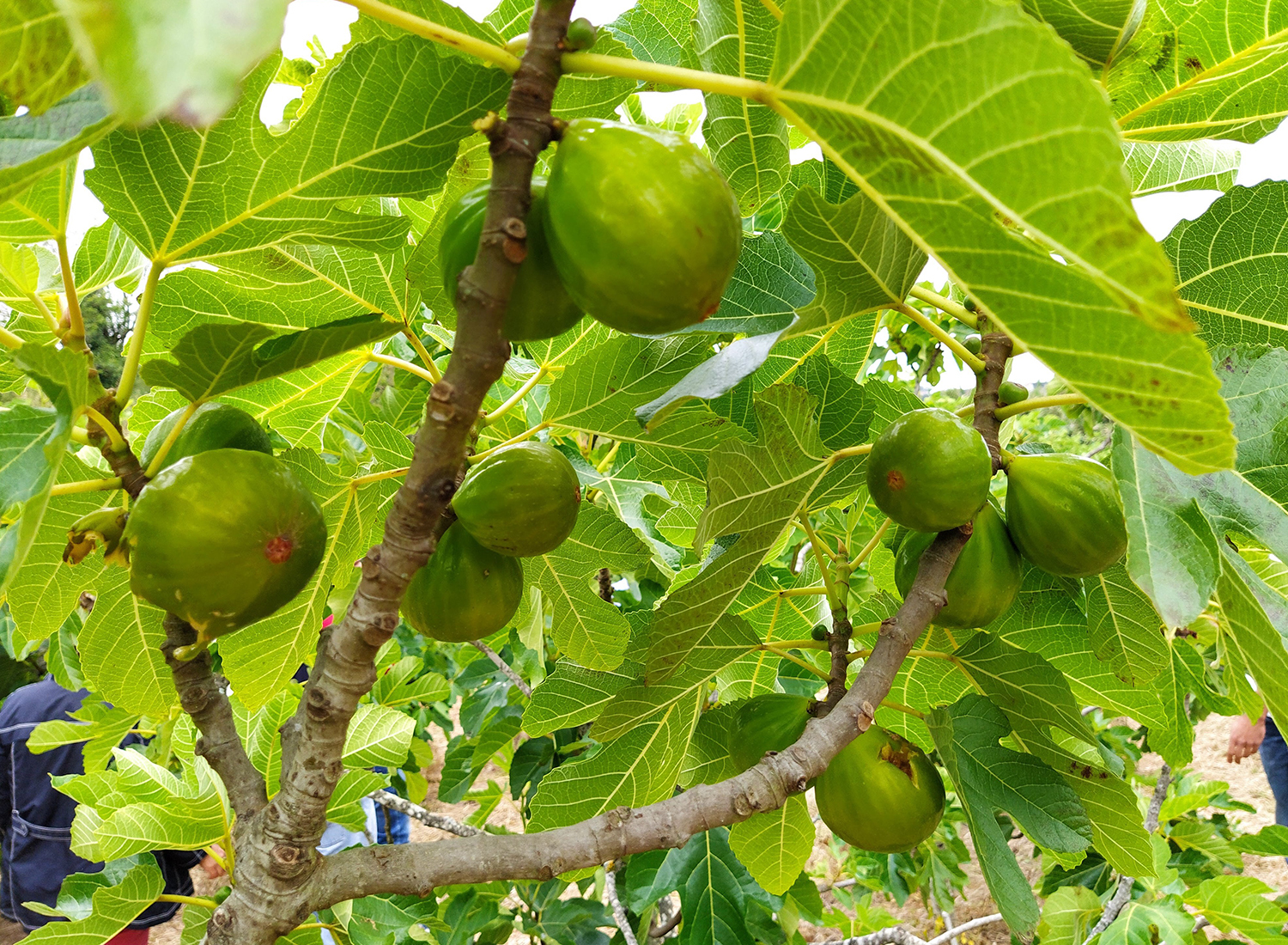 Modernizar a Produção de Figos